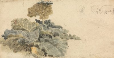 Estudio de bardanas de Peter de Wint